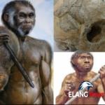 Pengertian Mengenai Homo Wajakensis Beserta Detail Lengkapnya